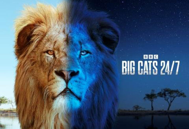 Big Cats 24/7 is re-commissioned