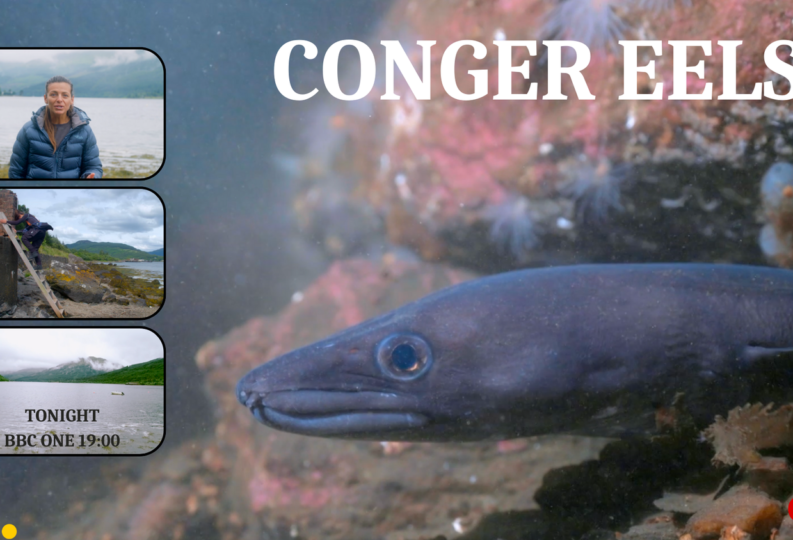 Conger eels with Lizzie Daly