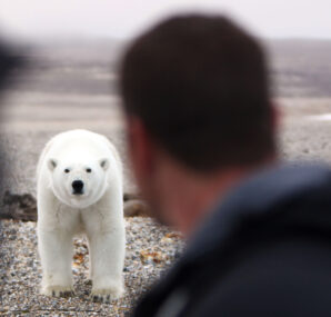 Steve Backshall holding a baby Alligator