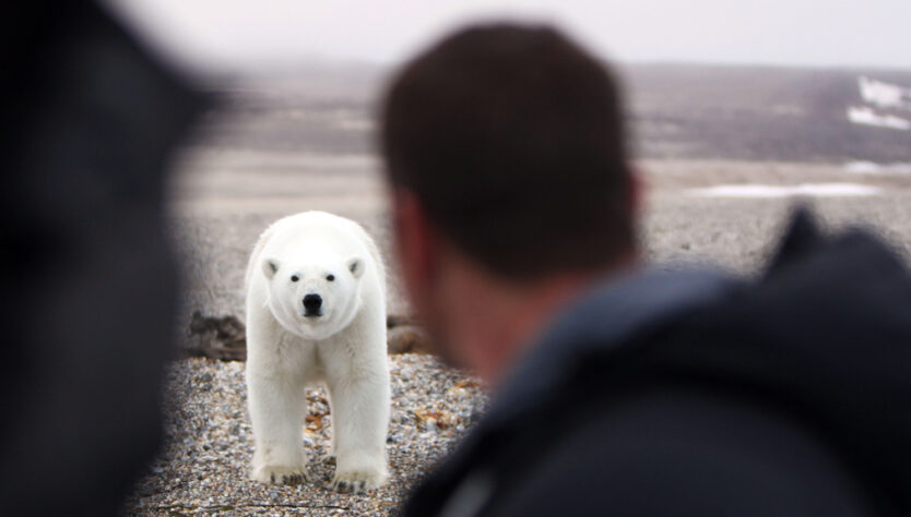 Steve Backshall face to face with a polar bear
