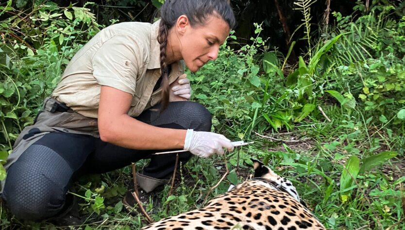 Tagging a Jaguar in the Pantanal