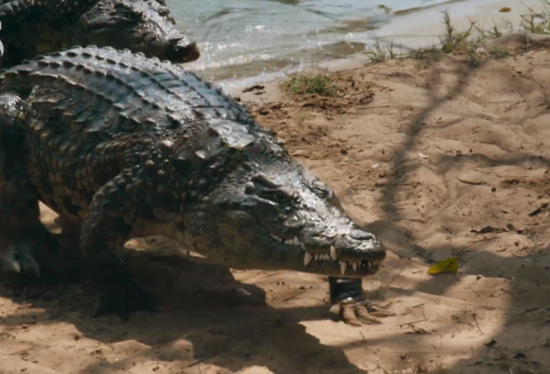 Killer Crocs with Steve Backshall